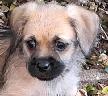 Rescue Shih Tzu and Cairn Terrier Dogs for Adoption in Boerne, Texas - Diana | PetCurious