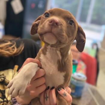 Terrier Dogs Available for Adoption in Tupelo, Mississippi - Raylen - 021305U | PetCurious