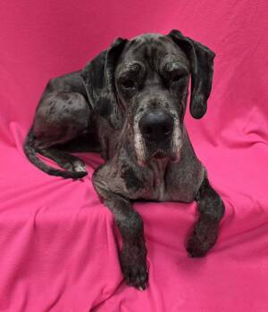 Great Dane Dogs Available for Adoption in Frankfort, Indiana - Eren | PetCurious