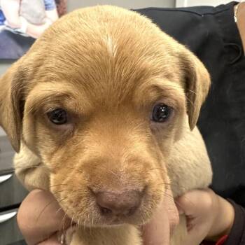 Mixed Breed Dogs Available for Adoption - Ursula | PetCurious