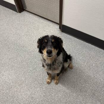 Border Collie and Australian Cattle Dog Blue Heeler Dogs Available for Adoption in Durango, Colorado - Pudgy | PetCurious