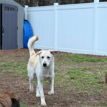 Denali -  German Shepherd Dog and Great Pyrenees Dog for Adoption in Hinesville, Georgia - Denali | PetCurious