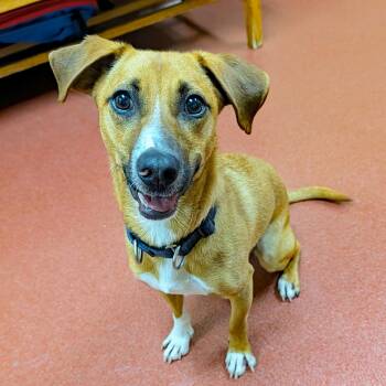 Frenchie -  Beagle Dog for Adoption in Accident, Maryland - Frenchie | PetCurious