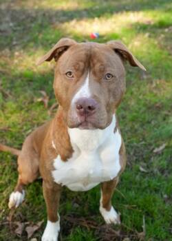 Alfred 60522 -  Pit Bull Terrier and Mixed Breed Dog for Adoption in Aiken, South Carolina - Alfred 60522 | PetCurious