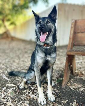 Dylan -  German Shepherd Dog Dog for Adoption in San Diego, California - Dylan | PetCurious