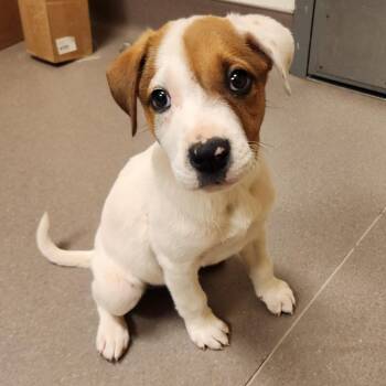 Mixed Breed Dogs Available for Adoption in Bend, Oregon - 61952 | PetCurious