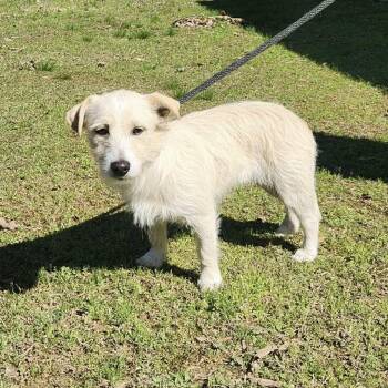 Cairn Terrier and West Highland White Terrier Westie Dogs Available for Adoption - Kiwi | PetCurious