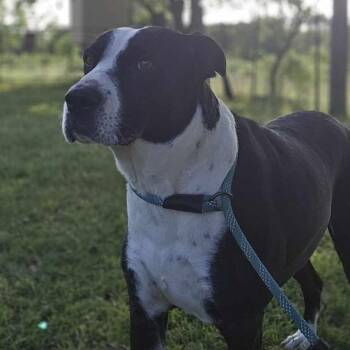 Rescue Great Dane and Pit Bull Terrier Dogs for Adoption in Kempner, Texas - Molly | PetCurious