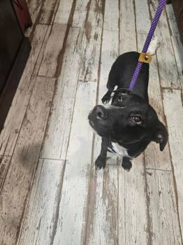 Bunny -  American Staffordshire Terrier Dog for Adoption in San Diego, California - Bunny | PetCurious