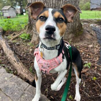 Mixed Breed Dogs Available for Adoption in Pelham, New Hampshire - Tink  | PetCurious