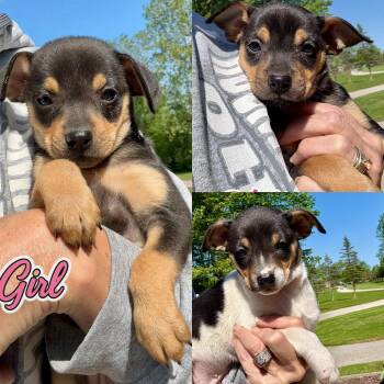 Rat Terrier and Jack Russell Terrier Dogs Available for Adoption in Armada, Michigan - Gibbs And La La | PetCurious