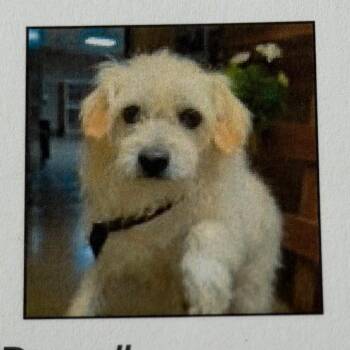 Harmon -  Terrier and Mixed Breed Dog for Adoption in Pacifica, California - Harmon | PetCurious