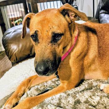 Toffee -  Australian Cattle Dog Blue Heeler Dog for Adoption in Krum, Texas - Toffee | PetCurious
