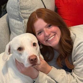 Rowdy -  Pit Bull Terrier and Great Pyrenees Dog for Adoption in Dallas, Texas - Rowdy | PetCurious
