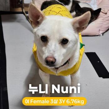 Jindo Dogs Available for Adoption in Northbrook, Illinois - Nuni HW+ | PetCurious