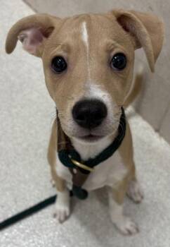 Mixed Breed Dogs Available for Adoption - Kai | PetCurious