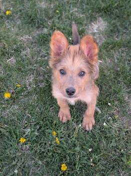 Mixed Breed Dogs Available for Adoption in Sioux Falls, South Dakota - Penny | PetCurious