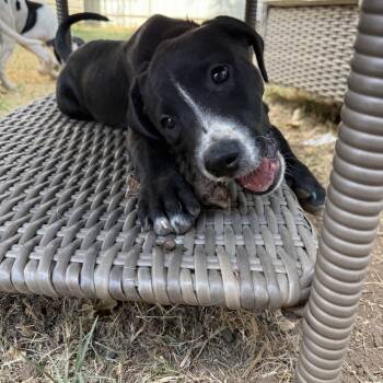 Grimmy -  Great Pyrenees and American Staffordshire Terrier Dog for Adoption in Choctaw, Oklahoma - Grimmy | PetCurious
