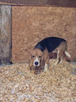B11 Greg -  Beagle Dog for Adoption in Ashland, Wisconsin - B11 Greg | PetCurious