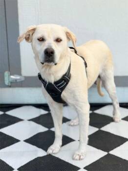 Great Pyrenees and Labrador Retriever Dogs Available for Adoption in Savage, Minnesota - Sherry | PetCurious