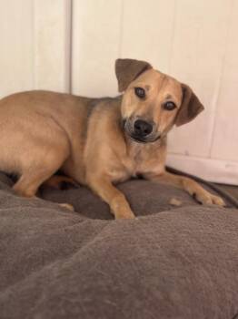 Lark 2 -  Australian Cattle Dog Blue Heeler Dog for Adoption in Fort Lupton, Colorado - Lark 2 | PetCurious