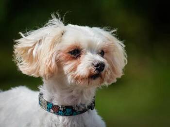 Holly -  Maltese Dog for Adoption in Pointe-fortune, Quebec - Holly | PetCurious