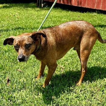 FlapJack -  Mixed Breed Dog for Adoption in Warrensburg, Missouri - FlapJack | PetCurious