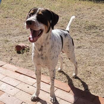 Rescue Pointer Dogs for Adoption in Oceanside, California - *** Benny | PetCurious