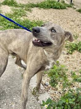 Leander -  Mixed Breed Dog Available for Adoption in New Orleans, Louisiana - Leander | PetCurious