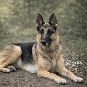 Regina -  German Shepherd Dog Dog for Adoption in Lucas, Texas - Regina | PetCurious
