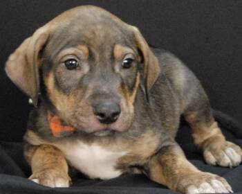 Arnold -  Boxer Dog for Adoption in Newland, North Carolina - Arnold | PetCurious