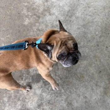 Jefferson -  French Bulldog Dog for Adoption in Huber Heights, Ohio - Jefferson | PetCurious
