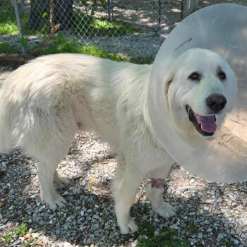 Great Pyrenees Dogs Available for Adoption in Columbia, Missouri - Potatoes Au Gratin | PetCurious
