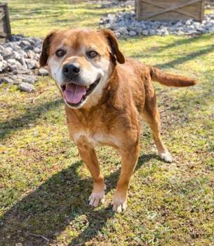 Sasha -  Terrier and Mixed Breed Dog for Adoption in Dahlonega, Georgia - Sasha | PetCurious