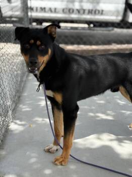 R. Lee Ermey -  Rottweiler and Shepherd Dog for Adoption in Twentynine Palms, California - R. Lee Ermey | PetCurious