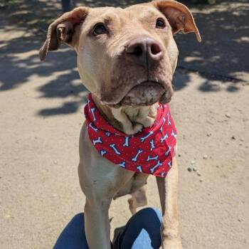 Pit Bull Terrier and Yellow Labrador Retriever Dogs Available for Adoption in Buffalo, New York - Billie | PetCurious