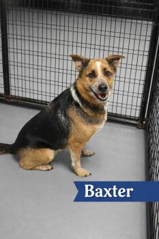 Australian Cattle Dog Blue Heeler Dogs Available for Adoption in Momence, Illinois - Baxter | PetCurious
