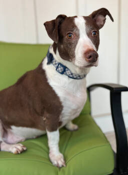 Rescue Mixed Breed Dogs for Adoption in Sandy Springs, Georgia - Harvey | PetCurious