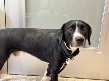 BOOTS -  Beagle Dog for Adoption in Pueblo, Colorado - BOOTS | PetCurious