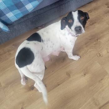 Rescue Pointer and Mixed Breed Dogs for Adoption - Dottie (Inkspot Litter Mom) | PetCurious