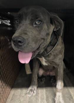 Jo Anna -  Cane Corso and Mixed Breed Dog for Adoption in Henderson, North Carolina - Jo Anna | PetCurious