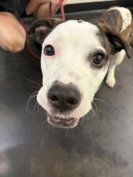 Ezra -  Mixed Breed Dog for Adoption in Memphis, Tennessee - Ezra | PetCurious