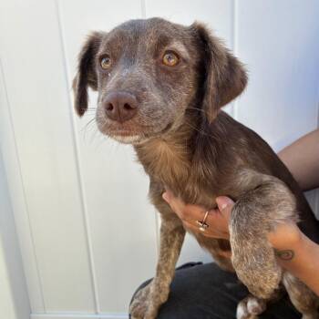 Chihuahua and Terrier Dogs Available for Adoption in Goleta, California - Tortellini | PetCurious