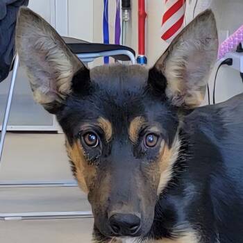 Rescue Mixed Breed Dogs for Adoption in Las Cruces, New Mexico - 97752 | PetCurious