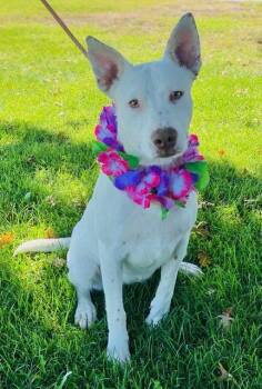 Rescue Cattle Dog Dogs for Adoption in Colusa, California - Paloma | PetCurious
