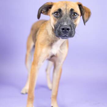 Miranda -  Mixed Breed Dog for Adoption in Portland, Oregon - Miranda | PetCurious