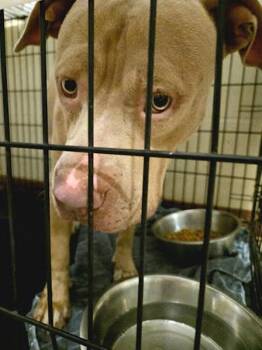 Icarus -  Mixed Breed and Pit Bull Terrier Dog for Adoption in Austin, Texas - Icarus | PetCurious