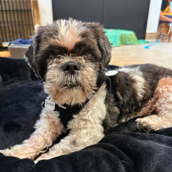 Rescue Shih Tzu Dogs for Adoption in San Francisco, California - Turntable 13462 | PetCurious