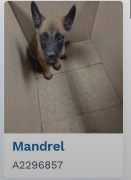 Artemis located in California -  Belgian Shepherd Malinois Dog for Adoption in Imlay City, Michigan - Artemis Located In California | PetCurious