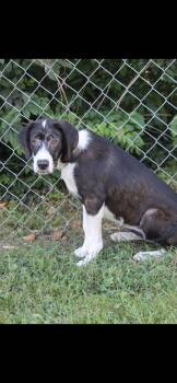 Crunk -  Labrador Retriever Dog for Adoption in Berea, Kentucky - Crunk | PetCurious